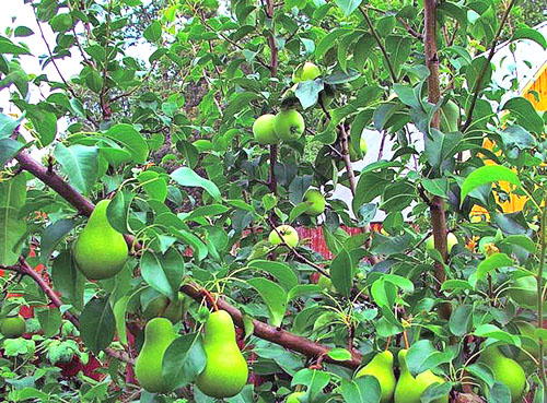 Armut ve elma bir ağaç üzerinde