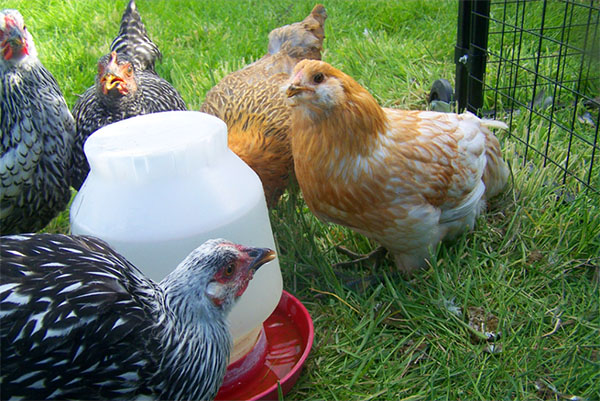 Pitná nádoba pre kurčatá
