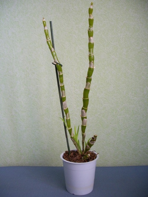 orkid selepas berbunga