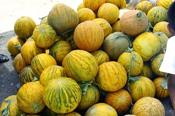 Många melon Bukharka 944 till salu