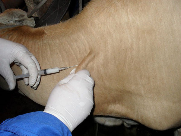 การฉีดวัคซีนของสัตว์