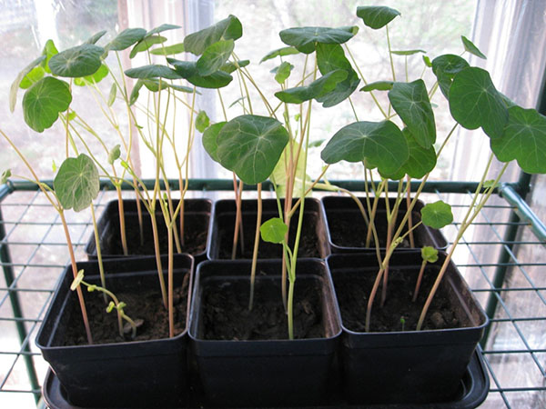 växande nasturtiumplantor