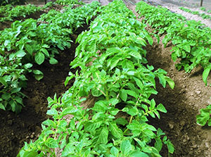 Plantații de cartofi protejați de gîndacul de cartof Colorado