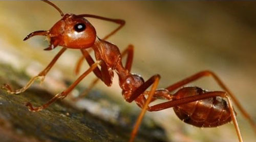 mravlja