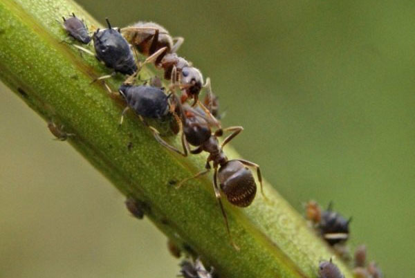 mravce jesť škodcu