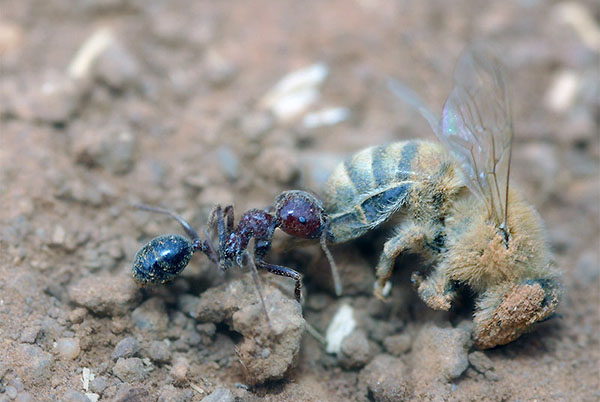 mravce sú hrozbou pre včely