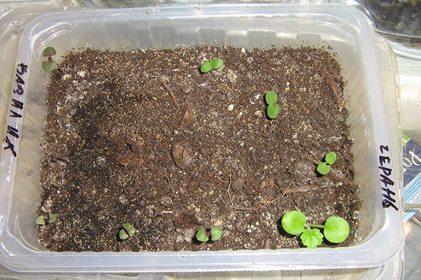 răsadurile de semințe de pelargoniu