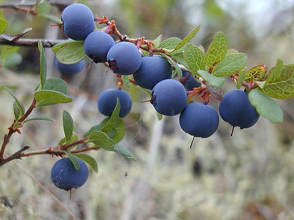 beri blueberry