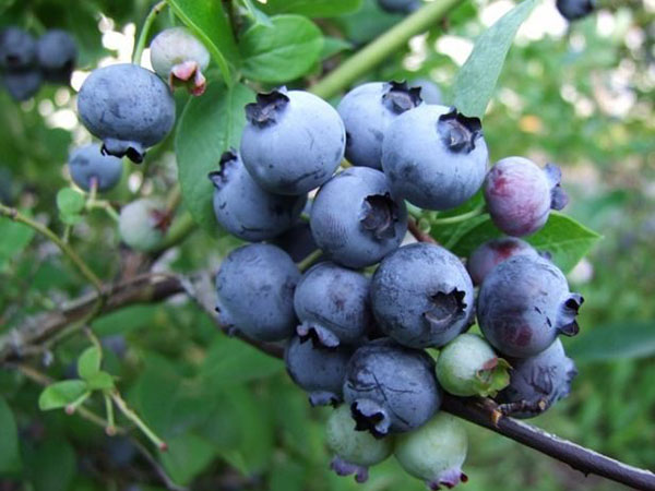 blåbärsfrukt