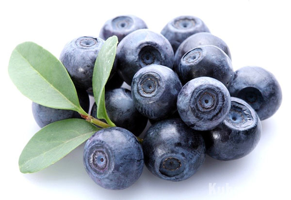 buah blueberry