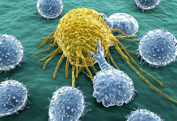 kanser hücrelerine karşı yabanmersini