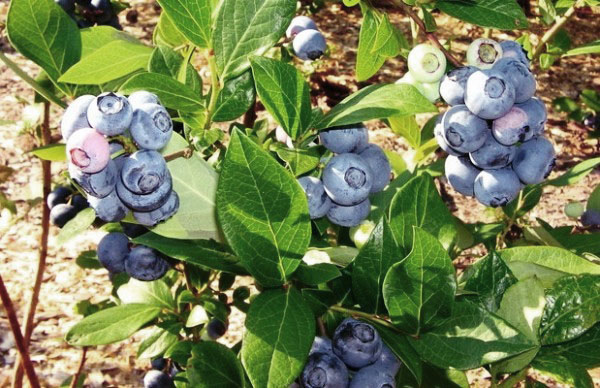 花园蓝莓
