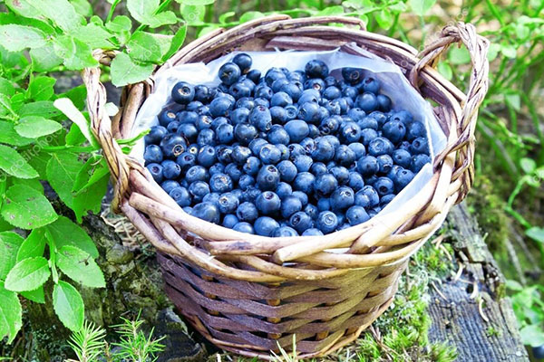 收获的蓝莓