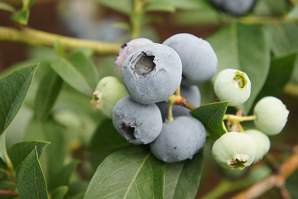 ripen blueberry Blyukrop