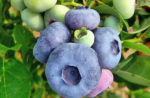 浆果蓝莓爱国者