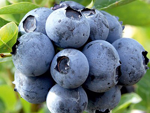 blueberry variety Duke