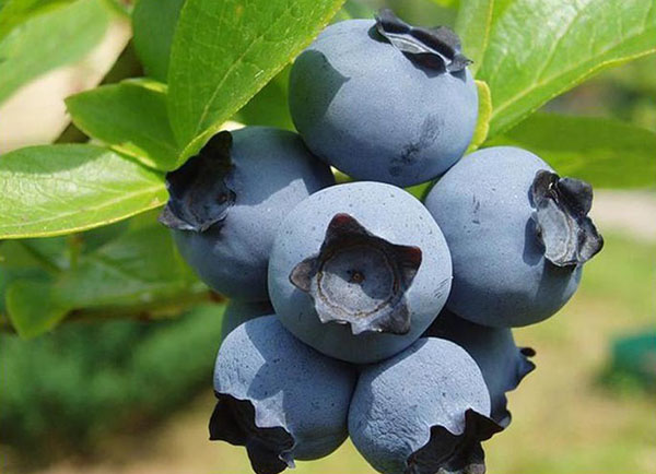 frukter av blåbär
