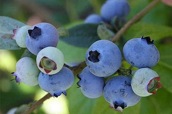 蓝莓品种日出