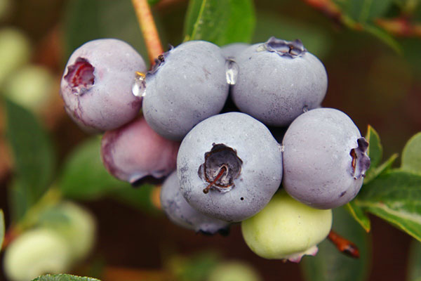 blåbær variasjon Blugold