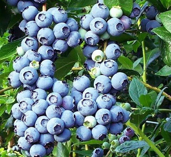 pelbagai blueberry Blyukrop