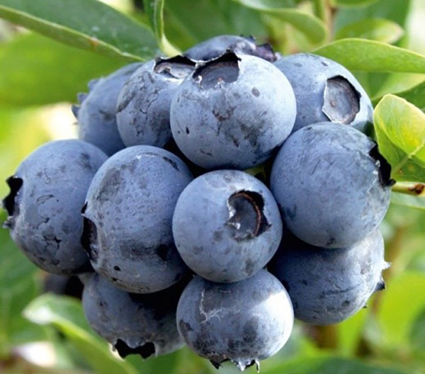 蓝莓品种杜克