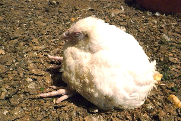只有预防疾病才能防止肉鸡死亡