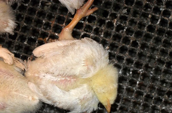 肉鸡可能因蠕虫，跳蚤，虱子和蓬松而死亡