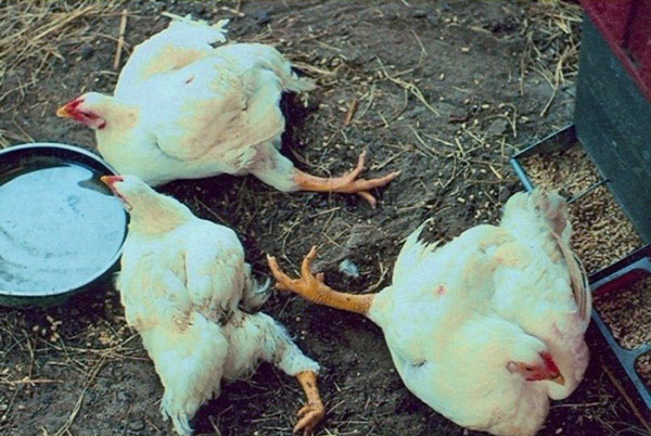 对鸟类的死亡可导致缺乏营养，维生素和矿物质