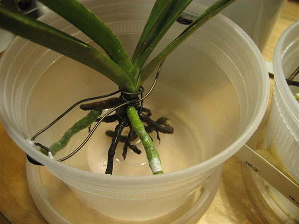 Орхидея наращивает корни в воде с медом или сахаром