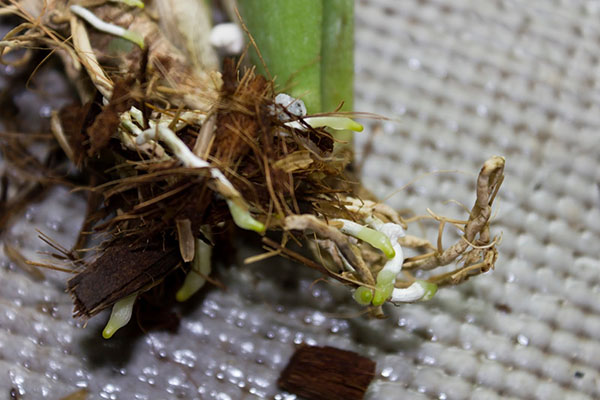 Orkid dengan sebilangan kecil akar hidup ditanam dalam bekas kecil