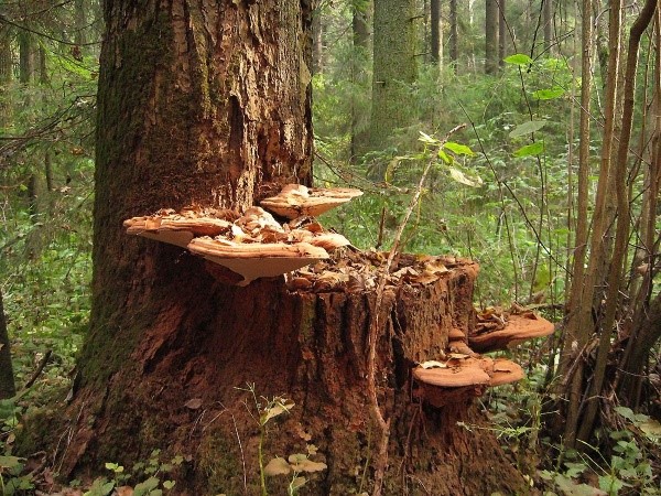 cogumelos de madeira