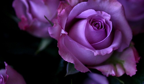 淡紫色的玫瑰