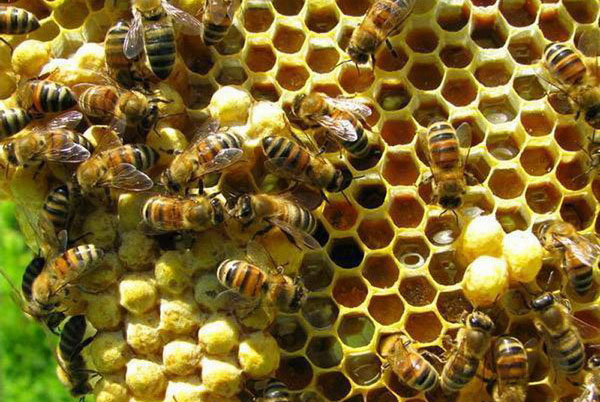 albinele de miere fac miere