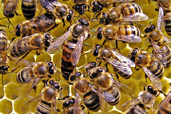 livmoder och arbetare bin