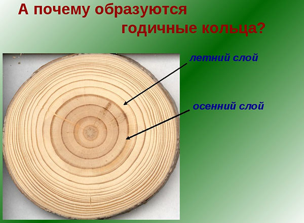 ålder av ett träd med årliga ringar