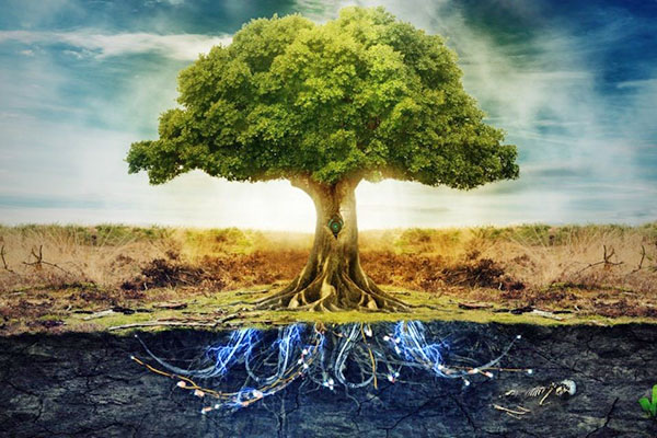 pričakovana življenjska doba dreves iz različnih dejavnikov