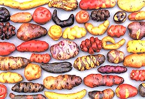 Sejarah berabad-abad kentang