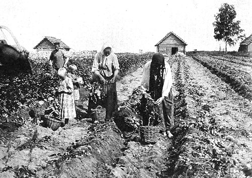 Köylüler patates yetiştirmeyi öğreniyor