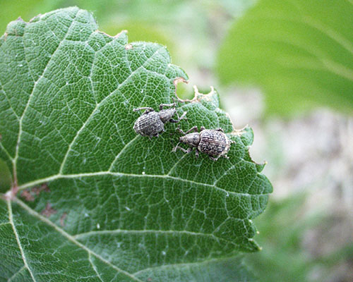 Beetles-weevils distruge strugurii