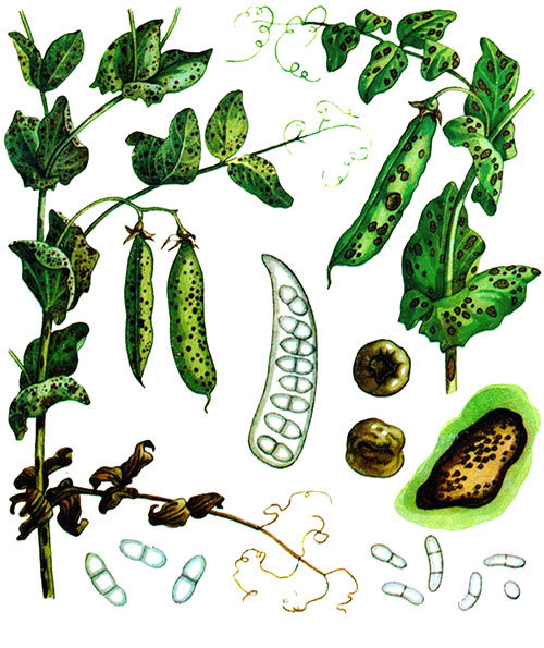 Ascochitis de ervilhas