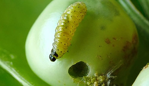 Hrášok hrachu Caterpillar