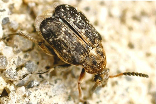 Beetle Bruchus