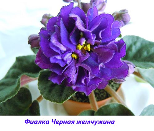 Violet svart perle