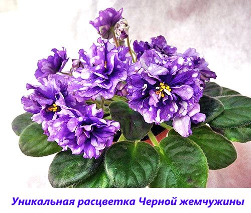Único em beleza violeta pérola negra
