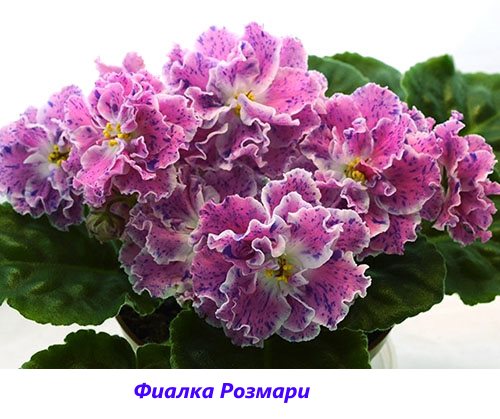 Violet Rosemary