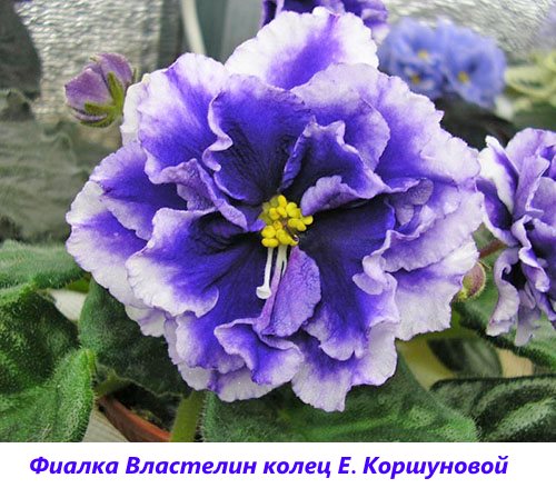 Violet daripada cincin E. Korshunova