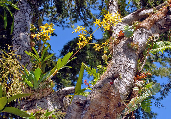 Orquídea-epífita selvagem