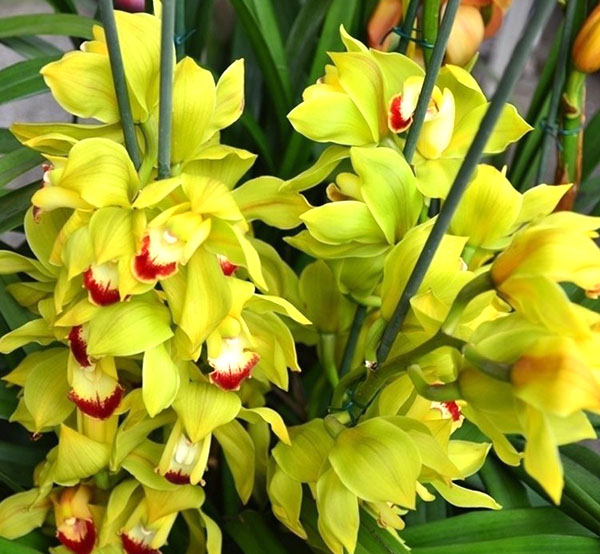 Cimbidij orhideje med cvetenjem