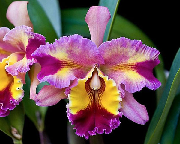 Многоцветные венчики орхидеи каттлеи