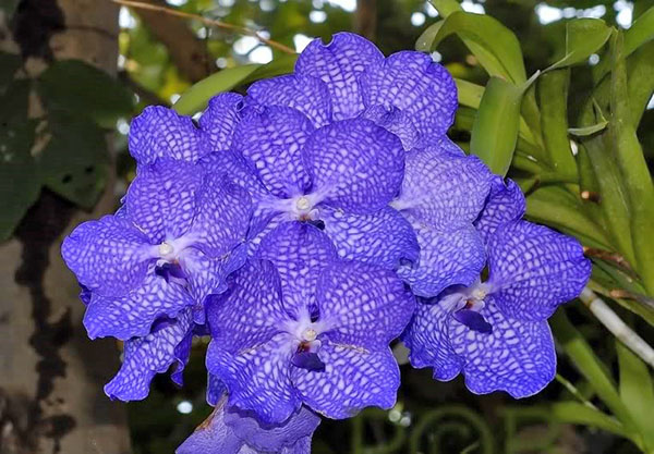 Комнатный гибрид орхидеи ванда